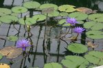 vignette Nymphaea 'Director George T. Moore'