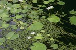 vignette Nymphoides indica