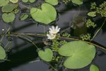 vignette Nymphoides indica