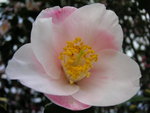 vignette Camellia 'Snow Drop'