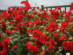 vignette rosier rouge de mon jardin