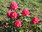 vignette rododendron