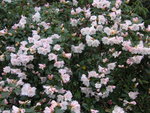 vignette Rhododendron 'Cilpinense'