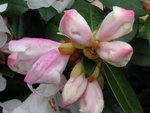vignette Rhododendron 'Cilpinense'