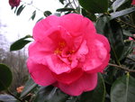 vignette Camellia 'Francie L.'