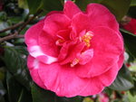 vignette Camellia japonica au Jardin De Gaulle