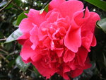 vignette Camellia 'Dr Clifford Parks'