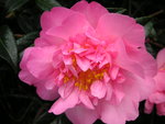 vignette Camellia x williamsii 'Mary Phoebe Taylor'