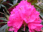 vignette Rhododendron Jardin du Chteau