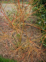 vignette Cornus sanguinea 'Winter Beauty'