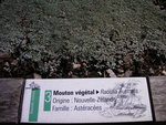 vignette Raoulia australis - Mouton Vgtal