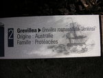 vignette Grevillea rosmarinifolia Jenkinsii