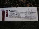 vignette Agapanthus africanus = Agapanthus umbellatus - Agapanthe