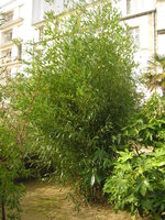 vignette Phyllostachys bissetii - Bambous