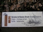 vignette Verbena bonariensis - Verveine de Buenos Aires