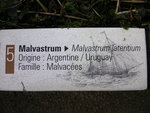 vignette Malvastrum lateritium