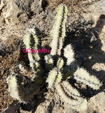 vignette Euphorbia cactus