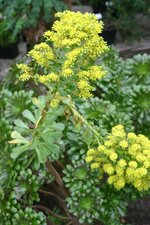 vignette Aeonium sp.