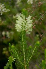 vignette Erica sp.