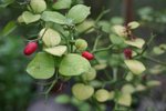 vignette Carissa bispinosa