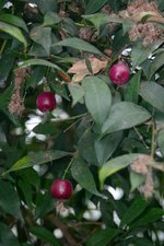 vignette Syzygium oleosum