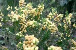 vignette Acacia paradoxa