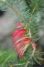 vignette Calothamnus quadrifidus