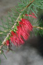 vignette Calothamnus quadrifidus