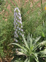 vignette Echium hybride