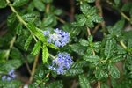 vignette Ceanothus hearstiorum