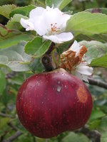 vignette Fleur du pommier et sa pomme