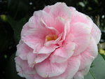 vignette Camellia japonica