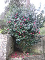 vignette Les Plomarc'h - Camellia japonica