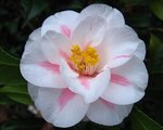 vignette Camélia ' LADY VANSITTART' camellia japonica