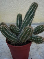 vignette Chamaecereus hybride