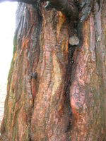 vignette Sequoiadendron giganteum  Ecorce