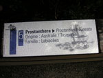 vignette Prostanthera cuneata