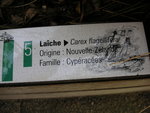vignette Carex flagellifera - Lache