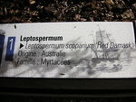 vignette Leptospermum scoparium 'Red Damask'