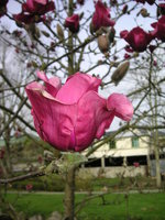 vignette Magnolia 'Vulcan' Jardin Public du Stang Alar