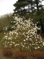 vignette Magnolia stellata