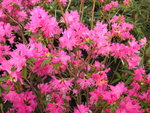 vignette Rhododendron mucronulatum