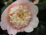 vignette Camellia 'Pink Tinsie'