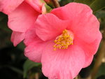 vignette Camellia 'Cornish Spring'