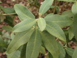 vignette Olearia x oleifolia