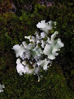 vignette Lichens sur tronc