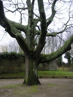 vignette Quercus robur