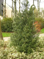 vignette Ilex aquifolium 'Myrtifolia' - Houx