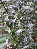 vignette Ilex aquifolium 'Crassifolia'