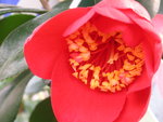 vignette Camellia 'Kimberley'